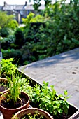 ORGANIC HERBS ON CITY ROOF TOP