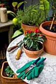 BALCONY GARDEN TABLE WITH LEMON TREE, THYME AND CHILI PLANT