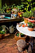 VEGETABLE AND HERB GARDEN ON BALCONY IN CENTRAL LONDON