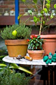 A SMALL CITY GARDEN ON A BALCONY IN LONDON