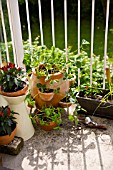 CITY BALCONY WITH STRAWBERRY PLANT AND VARIOUS VEGATABLES GROWING IN POTS AND WINDOW BOX