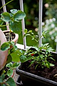 STRAWBERRY AND CHILI PLANT GROWING ON CITY BALCONY