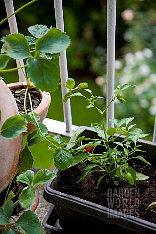 STRAWBERRY_AND_CHILI_PLANT_GROWING_ON_CITY_BALCONY