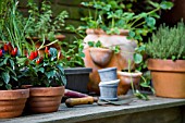 SMALL HERB AND VEGETABLE GARDEN ON CITY BALCONY