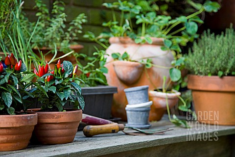 SMALL_HERB_AND_VEGETABLE_GARDEN_ON_CITY_BALCONY