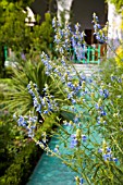 SALVIA ULIGINOSA, BOG SAGE