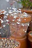 STRUMARIA CHAPLINII GROWING IN TERRACOTTA POTS