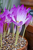 CROCUS, COLCHICACEAE, COLCHICUM BIVONAE GROWING IN TERRACOTTA POTS