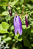 CAMPANULA SARASTRO