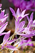 CROCUSES, COLCHICUM LEVIERII, GROWING IN TERRACOTTA POTS