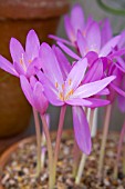 CROCUS, COLCHICUM PANNONICUM, GROWING IN TERRACOTTA POTS