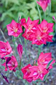 GLADIOLUS CARMINEUS, CLIFF