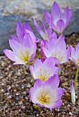 CROCUS, COLCHICUM SPECIOSUM, GROWING IN GRAVEL AND ROCKERY