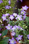 BELL FLOWER, CAMPANULA MOLLIS, CAMPANULACEAE, GROWING IN POTS