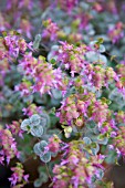 ORIGANUM DICTAMNUS, DITTANY OF CRETE