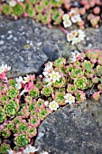 ROSULARIA SEDOIDES VAR. ALBA GROWING IN ROCKERY