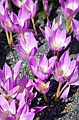 CROCUS, COLCHICUM SPECIOSUM