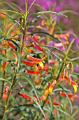 LOBELIA LAXIFLORA VAR.ANGUSTIFOLIA