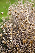 XERANTHEMUM CYLINDRACEUM SEED HEADS IN EARLY AUTUMN