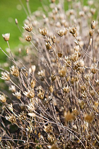 XERANTHEMUM_CYLINDRACEUM_SEED_HEADS_IN_EARLY_AUTUMN