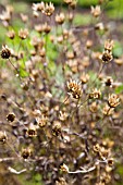 XERANTHEMUM CYLINDRACEUM SEED HEADS IN EARLY AUTUMN