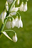 GALTONIA CANDICANS, SUMMER HYACINTH