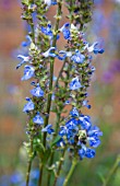 BOG SAGE, SALVIA ULIGINOSA
