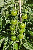 ORGANIC GREEN TOMATOES ON THE VINE