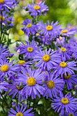 ASTER AMELLUS KING GEORGE