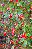 ROSEHIPS FROM THE APPLE ROSE