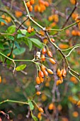 ROSA JUNDZILLII ROSEHIPS