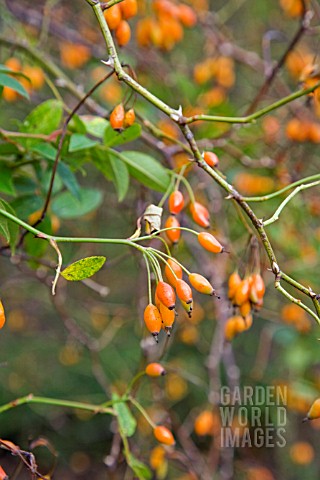 ROSA_JUNDZILLII_ROSEHIPS