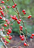 RED AUTUMNAL ROSE HIPS