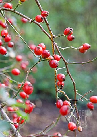 RED_AUTUMNAL_ROSE_HIPS