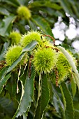 SWEET CHESTNUT, CASTANEA SATIVA