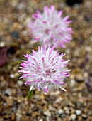 PTILOTUS MANGLESII