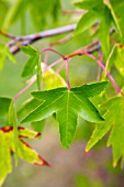 LIQUIDAMBAR ORIENTALIS