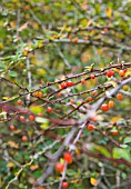 BERBERIS THUNBERGII, BARBERRY SHRUB