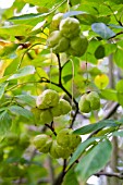 STAPHYLEA PINNATA, ANTHONY NUT