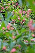 EUONYMUS HAMILTONIANUS, SPINDLE TREE
