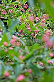 EUONYMUS HAMILTONIANUS, SPINDLE TREE