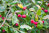 EUONYMUS HAMILTONIANUS, SPINDLE TREE