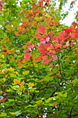 LEAVES CHANGING COLOUR IN AUTUMN ON RED MAPLE, ACER RUBRUM