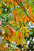 AESCULUS GLABRA HYBRID, AUTUMN