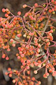 PHOTINIA DAVIDIANA, BERRIES