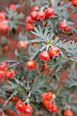 CRATAEGUS LACINIATA