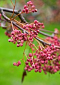 SORBUS HUPEHENSIS BERRIES