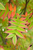 SORBUS COMMIXTA, (JAPANESE ROWAN TREE)