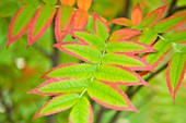 SORBUS COMMIXTA, JAPANESE ROWAN TREE