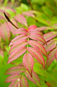 SORBUS COMMIXTA, JAPANESE ROWAN TREE